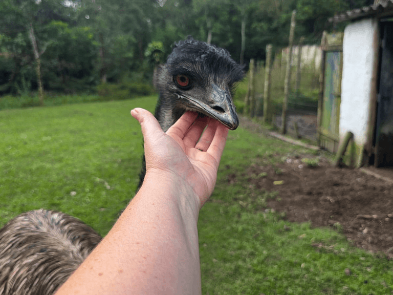 Casa dos Emus visitação Pets Natureza casa Rústica - Araras