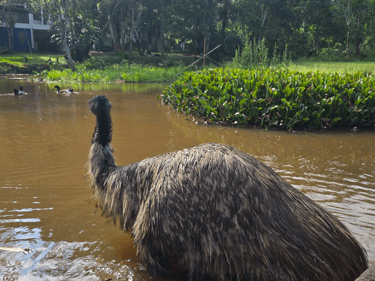 Casa dos Emus visitação Pets Natureza casa Rústica - Araras