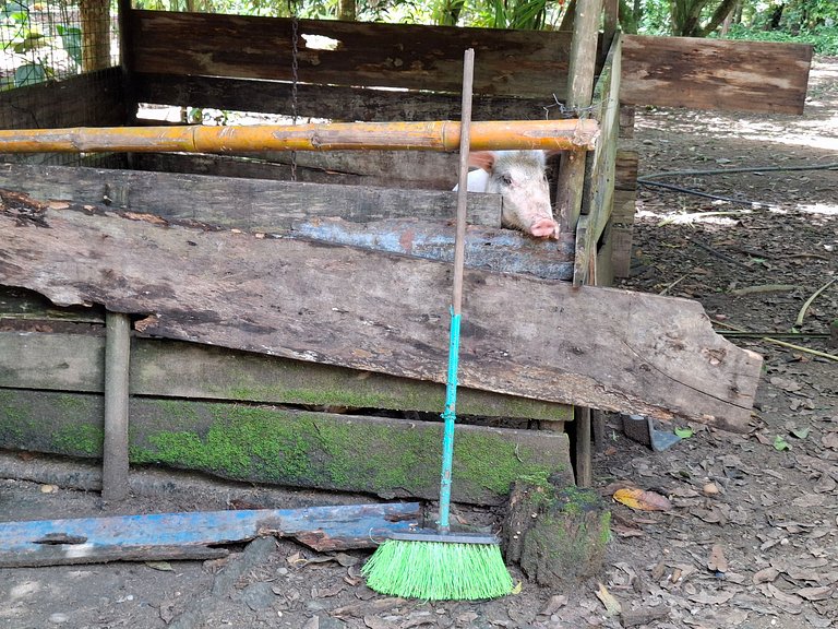 Sítio com Riacho garagem - 3km da Praia UBATUBA SP