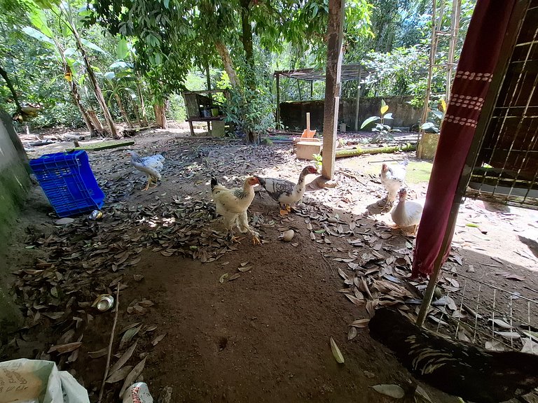 Sítio com Riacho garagem - 3km da Praia UBATUBA SP